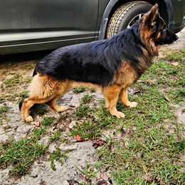 Bear - German Shepherd
