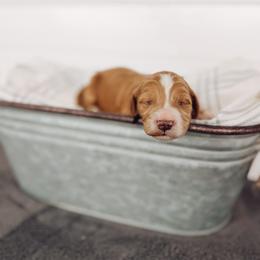 Sterling - Apricot male Goldendoodle puppy in Billings, Montana from Montana Raised Doodles