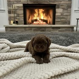 Churro - Liver male Shih Tzu puppy in Ada, Oklahoma from Rollins Farms Shih Tzus
