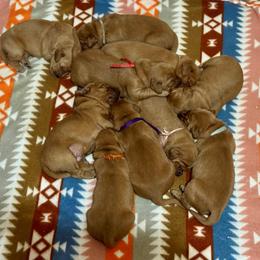 Blossom - Dark golden female Golden Retriever puppy in Post Falls, Idaho from Mountain View Goldens