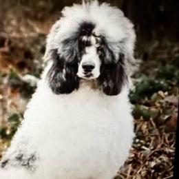 Esmeralda - Bernedoodle