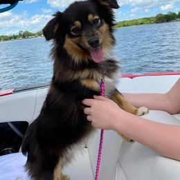 Miniature Australian Shepherds from Weatherford Toy and Miniature Aussies