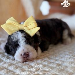 Risotto - Blue merle female Bernedoodle puppy in Orange, Texas from Walk with Me Doodles