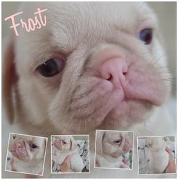 Frost - Pug