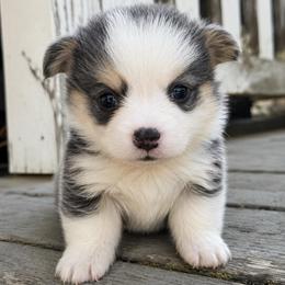 Teddy (blue) - Blue male Pembroke Welsh Corgi puppy in East Oakdale, California from Rhettro Kennels