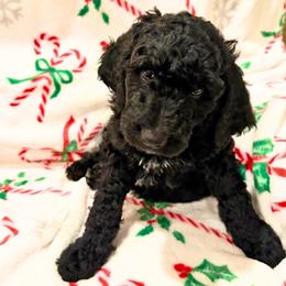 Snickers-  Black and White - Male - Black male Goldendoodle puppy in Wickenburg, Arizona from Gentle Paw Goldendoodles