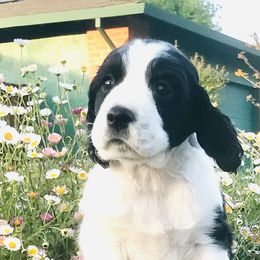 Mimosa - English Springer Spaniel puppy in California from Alerion English Springer Spaniels