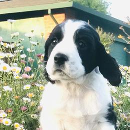 Mimosa - English Springer Spaniel puppy in California from Alerion English Springer Spaniels