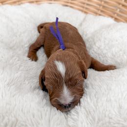 Muffin - Red female Cavapoo puppy in Apache Junction, Arizona from Coffey House Doodles