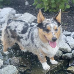 Winnie - American Corgi
