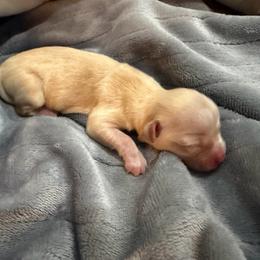 Cupid - Gold male Havanese puppy in Cadwell, Georgia from Hashtag Havenese