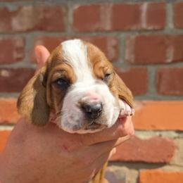 Porter - Mahogany and white male Basset Hound puppy in Bellaire, Ohio from Blessed Bassets
