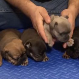 French Bulldogs from Palacios Fire Frenchies