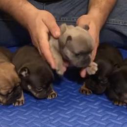 French Bulldogs from Palacios Fire Frenchies