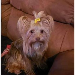 Willow - Yorkshire Terrier