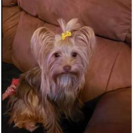 Willow - Yorkshire Terrier