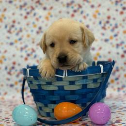 Legalos - Yellow male Labrador Retriever puppy in Isle, Minnesota from Dog Ear Outfitters