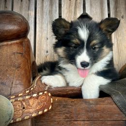 Janie - Black and tan female American Corgi puppy in Los Lunas, New Mexico from Blue Diamond Welsh corgis