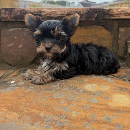 Shuri - Black and gold female Yorkshire Terrier puppy in Smryna, Georgia from Owensons’ Kennel