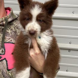 Light blue collar SPECIAL NEEDS - Panda female German Shepherd puppy in Pelham, North Carolina from P & P Shepherds