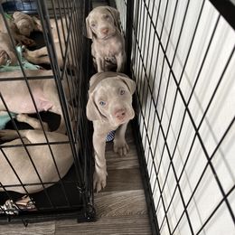 Weimaraner Puppies from Baird Weims - AKC registered