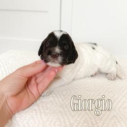 Giorgio (Orange Collar) - Chocolate male Goldendoodle puppy in Bell Buckle, Tennessee from Precious Puptown Doodles