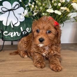 Joyce - Red - Red female Cavapoo puppy in South Jordan, Utah from Simply Sweet Paws. LLC