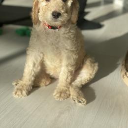Joey (Red Collar) - Caramel cream female Labradoodle puppy in Toledo, Washington from Bigfoot Doodles
