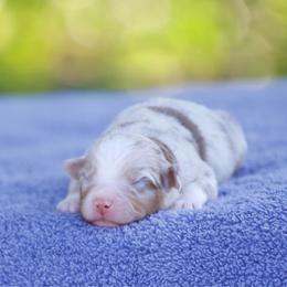 Reggae - Red merle male Miniature American Shepherd puppy in Stephenville, Texas from Diamond H Aussies