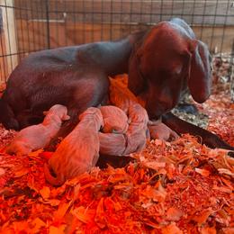 Lucy - Silver gray female Weimaraner puppy in Granite Falls, North Carolina from Pups and Pastures- Weimaraners