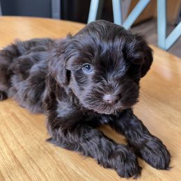 Miniature Schnauzer and Poodle Puppies from Vazquez Kennel