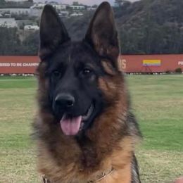 Colonia - German Shepherd