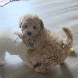 Theo - Apricot male Maltipoo puppy in Cottageville, South Carolina from Mandy's Yorkie's , Yorkiepoo's & Maltipoo's