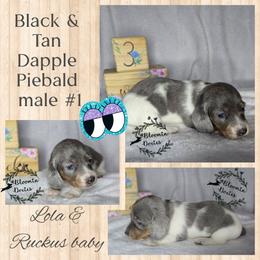 Boy 1 - Black and tan male Dachshund puppy in Valrico, Florida from Bloomin Doxies