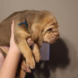 Blue Collar Liver Tan Girl - Liver and tan female Bloodhound puppy in Franklin, Indiana from K Creek Farms