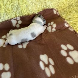 Dachshund Puppies from TLC Dachshund