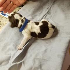 Spinone Italiano Puppies from Stella Del Nord Spinoni Italiani