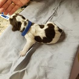 Spinone Italiano Puppies from Stella Del Nord Spinoni Italiani