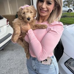 Cinnamon Roll - Apricot female Goldendoodle puppy in Fairview, Utah from Doodle Café