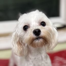 Posh AKC - White female Maltese puppy in Colonial Beach, Virginia from BeachRidge Pups