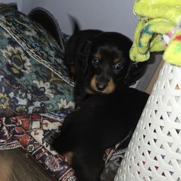 Dachshund Puppies from Neeley Family's Weenies