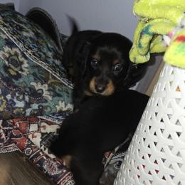 Dachshund Puppies from Neeley Family's Weenies
