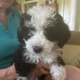 Pheobe-purple - Tri-color female Bernedoodle puppy in Lynch Station, Virginia from Mini Bernedoodles by Ziva & Zac