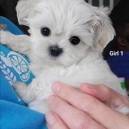 Girl 1 - White female Mal-Shi puppy in Mundelein, Illinois from FurEver Friends Designer Breeds