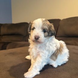Remi - Tri-color female Bernedoodle puppy in Lititz, Pennsylvania from Bollinger Pups