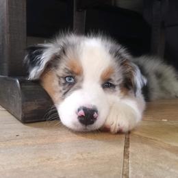 Australian Shepherd and German Shepherd Puppies from Birch Haus