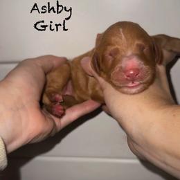 Ashby - Apricot female Goldendoodle puppy in Suring, Wisconsin from Black Oak Doodles
