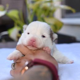 Storm - White male Pomsky puppy in Coos Bay, Oregon from Ocean View Pomskies