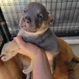 Cane Corso Puppies from JSM Corsos