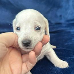 Degas - Cream male Dachshund puppy in Memphis, Tennessee from River City Doxies